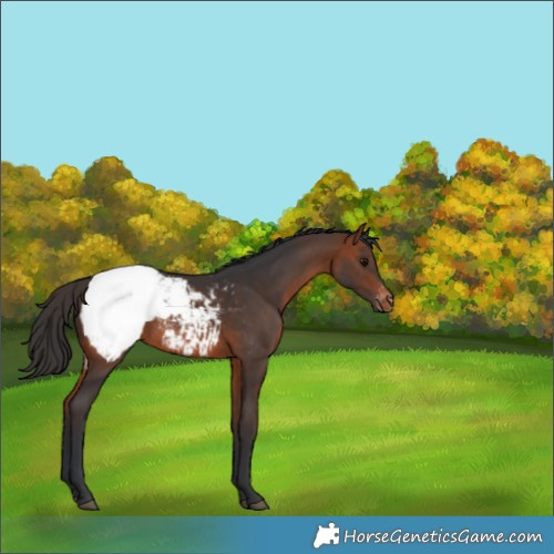 Horse Color:Bay Appaloosa Rabicano 