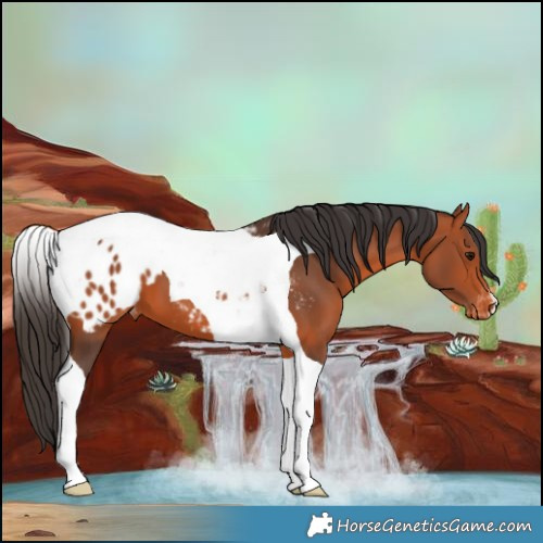 Horse Color:Bay Tobiano Appaloosa 