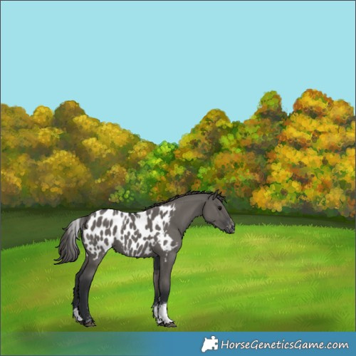 Horse Color:Powder White Grullo Sabino Appaloosa Rabicano 