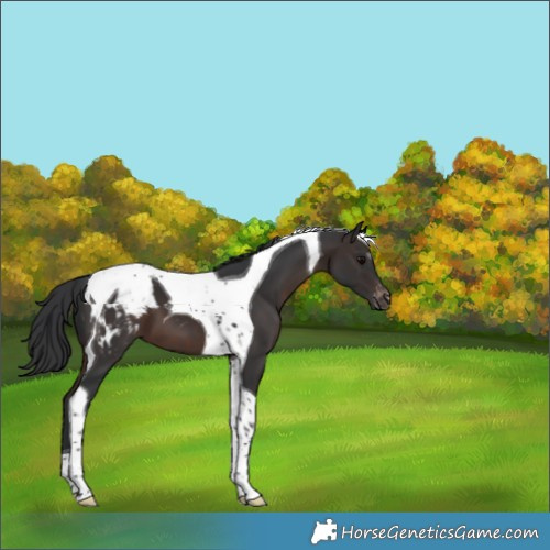 Horse Color:Brown Tobiano Appaloosa 