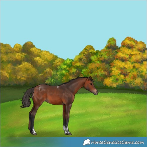 Horse Color:Powder White Bay Sabino 