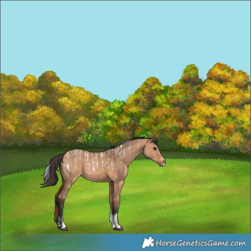 Horse Color:Powder White Bay Dun 