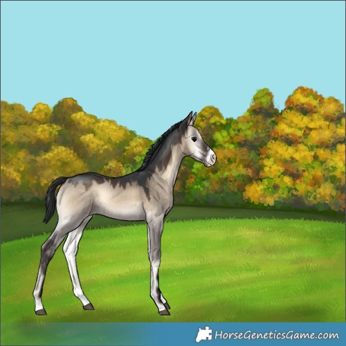 Horse Color:Brown Onyx Sabino 