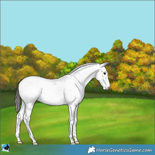 Horse Color:Liver Red Dun Onyx Sabino Rabicano Brindle 