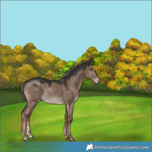 Horse Color:Liver Red Dun Mushroom Sabino 