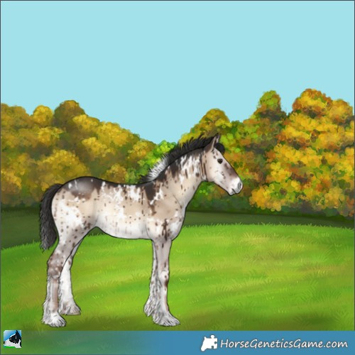 Horse Color:White Spotted Liver Red Dun Onyx Rabicano Brindle 