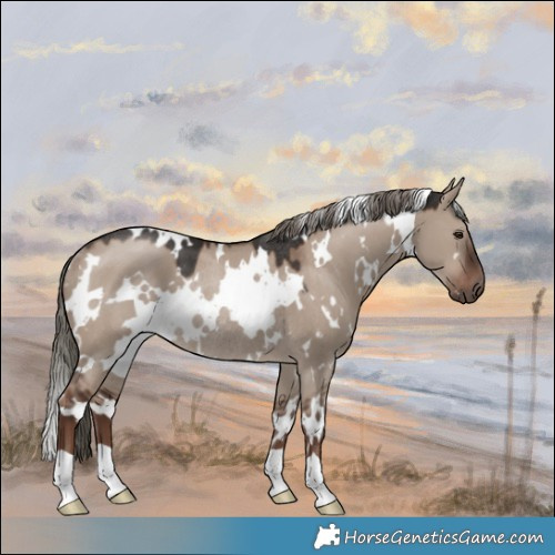 Horse Color:White Spotted Liver Red Dun Mushroom Rabicano 