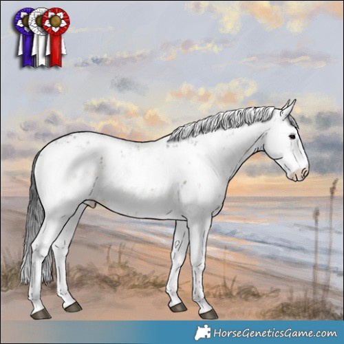 Horse Color:Brown Onyx Sabino Rabicano 