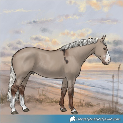 Horse Color:Liver Red Dun Mushroom Sabino Rabicano 