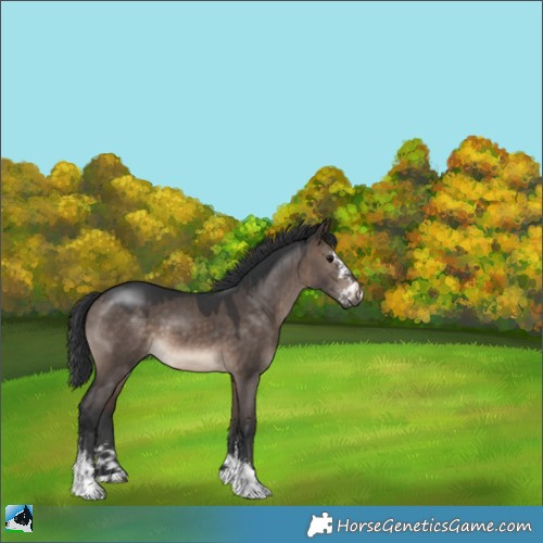 Horse Color:Brown Dun Mushroom Sabino 