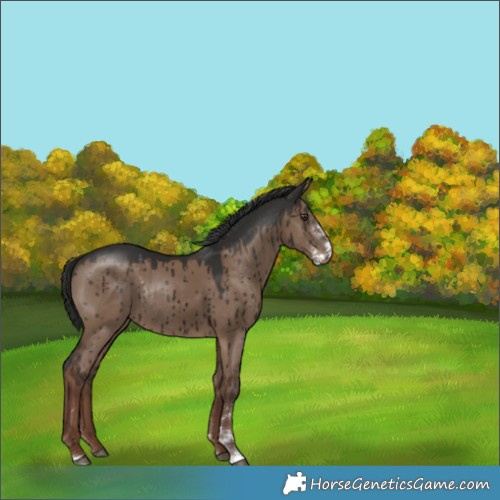 Horse Color:Liver Red Dun Sabino Rabicano Brindle 