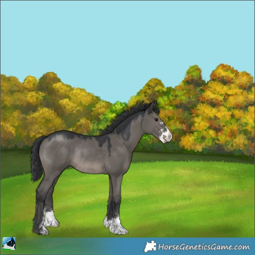 Horse Color:Grullo Mushroom Sabino Rabicano 