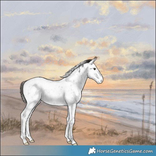 Horse Color:Liver Red Dun Sabino Brindle 