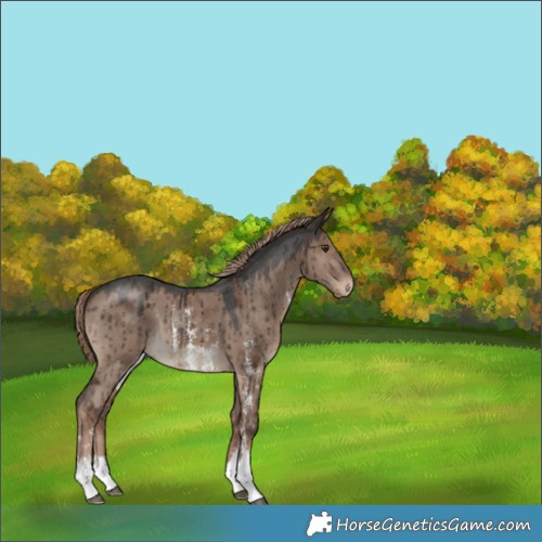 Horse Color:Liver Red Dun Sabino Brindle 