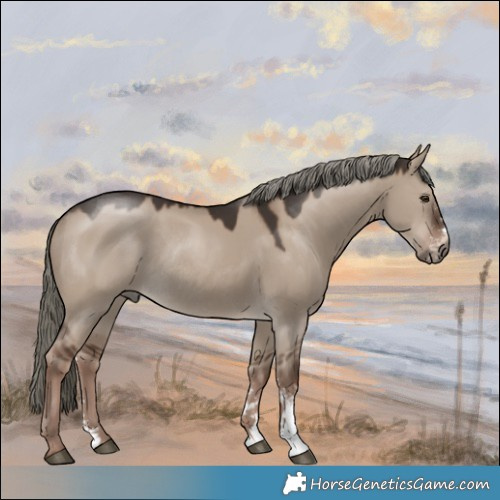 Horse Color:Liver Red Dun Mushroom Sabino Rabicano 
