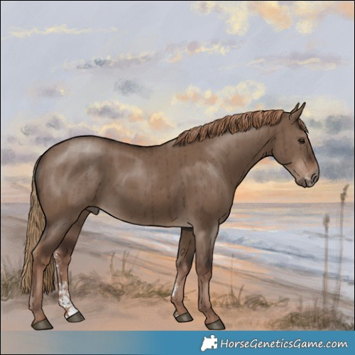 Horse Color:Liver Red Dun Sabino Brindle 