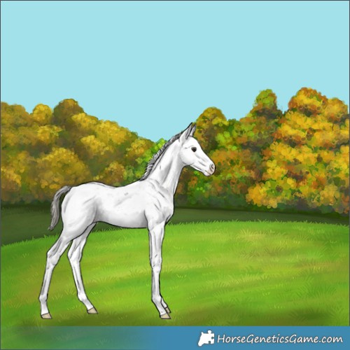 Horse Color:Liver Red Onyx Ice Mushroom Sabino Rabicano 