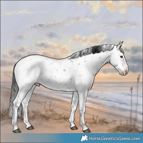 Horse Color:Brown Dun Mushroom Sabino Rabicano Brindle 