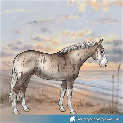 Horse Color:Liver Red Dun Onyx Mushroom Sabino Rabicano Brindle