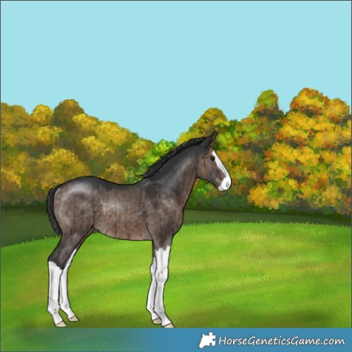 Horse Color:Brown Dun Mushroom Splash Rabicano Brindle 