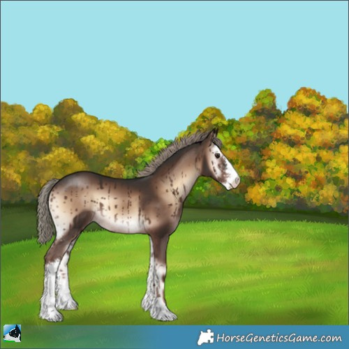 Horse Color:Liver Red Onyx Mushroom Sabino 