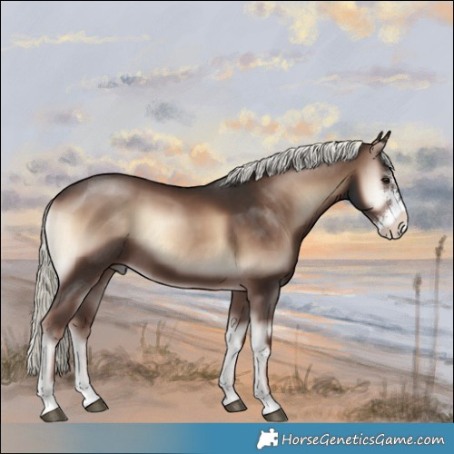 Horse Color:Liver Red Onyx Mushroom Sabino 