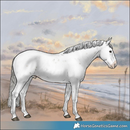 Horse Color:Liver Red Dun Onyx Mushroom Sabino Splash Rabicano Brindle 