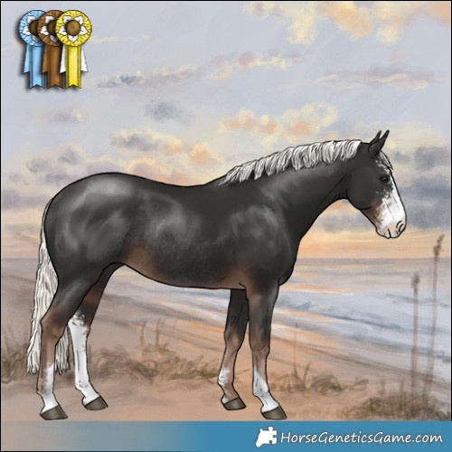 Horse Color:Liver Chestnut Mushroom Sabino Rabicano 