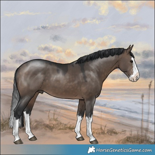 Horse Color:Brown Dun Mushroom Sabino Splash 