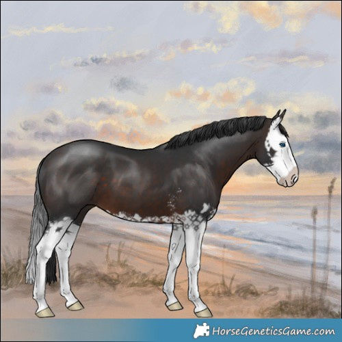 Horse Color:Brown Mushroom Sabino Splash