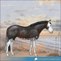 Horse Color:Brown Mushroom Sabino Splash