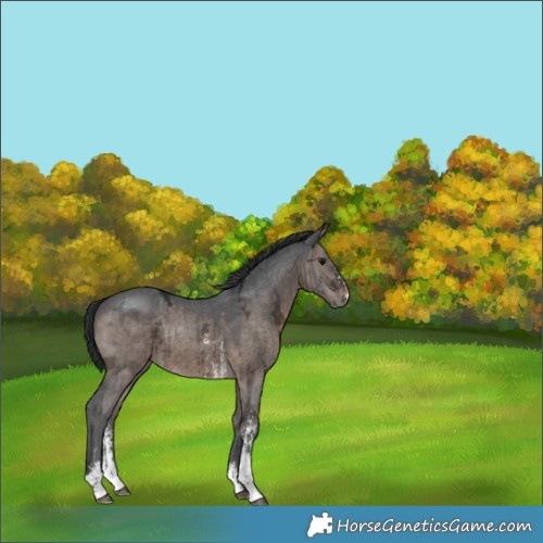 Horse Color:Brown Ice Dun Sabino Rabicano Brindle 
