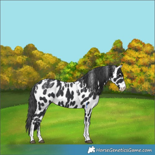Horse Color:Powder White Black Appaloosa