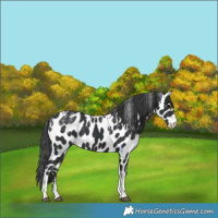Horse Color:Powder White Black Appaloosa 