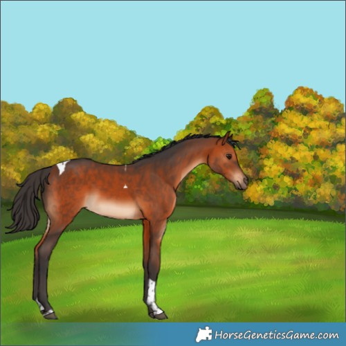Horse Color:Bay Tobiano 