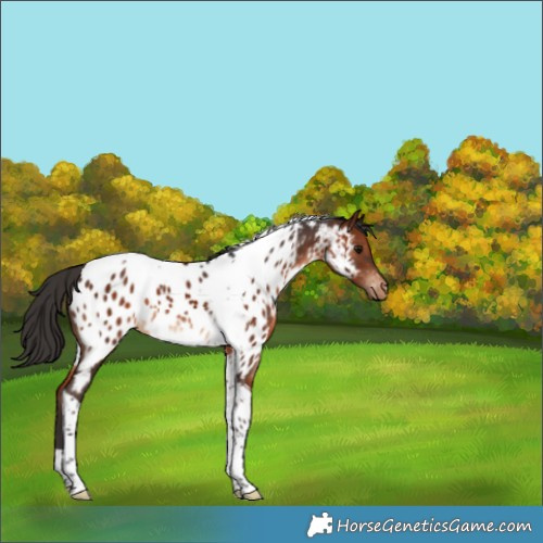 Horse Color:Brown Tobiano Near Leopard 