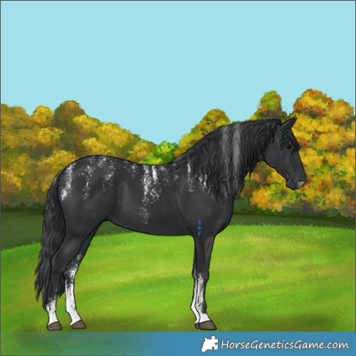 Horse Color:Powder White Black 