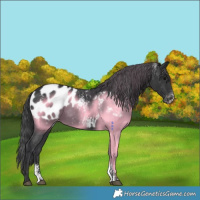 Horse Color:Powder White Black Appaloosa 