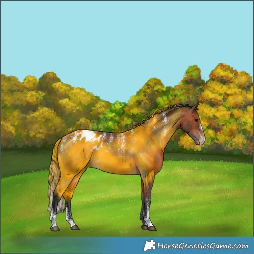 Horse Color:Powder White Bay Appaloosa