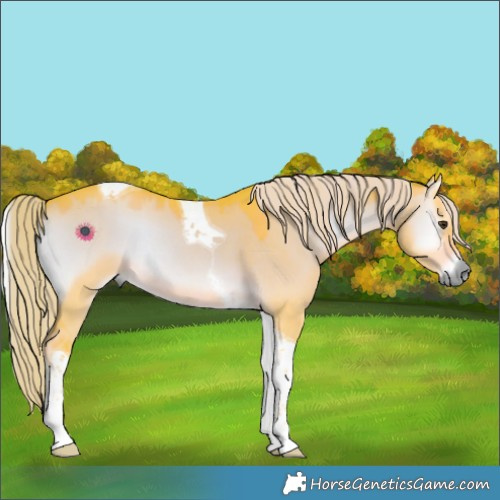 Horse Color:Watercolor Liver Red Dun Onyx Tobiano Rabicano 