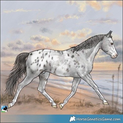 Horse Color:Midnight Liver Chestnut Ice Sabino Appaloosa 