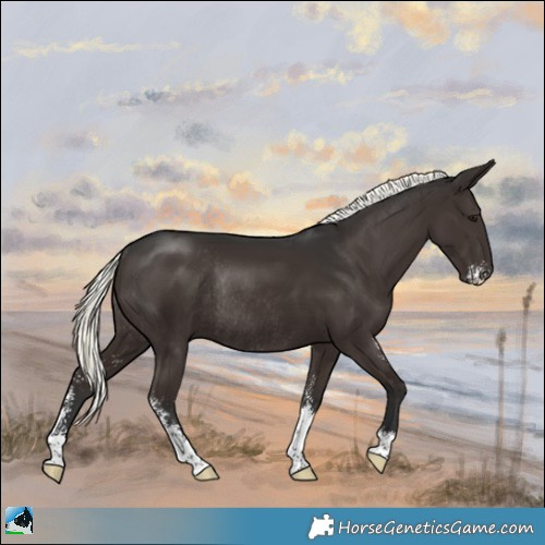 Horse Color:Liver Chestnut Mushroom Sabino Rabicano 