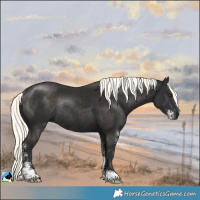 Horse Color:Liver Chestnut Mushroom Sabino Rabicano