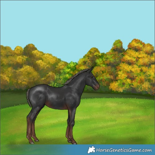 Horse Color:Liver Chestnut Mushroom Rabicano 