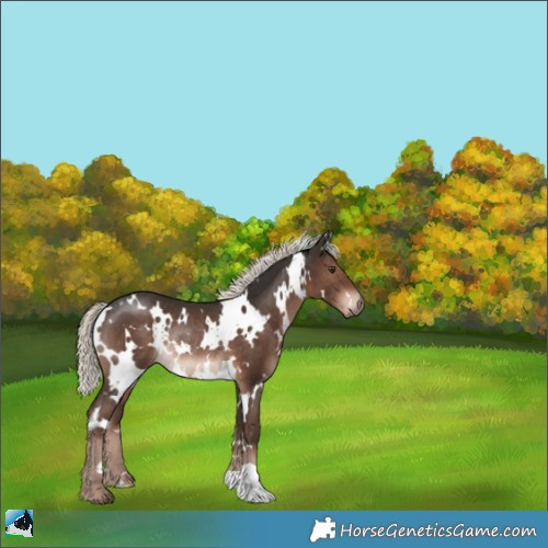 Horse Color:White Spotted Liver Chestnut Mushroom Rabicano 