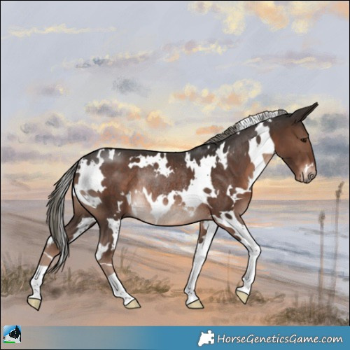 Horse Color:White Spotted Liver Chestnut Mushroom Rabicano 