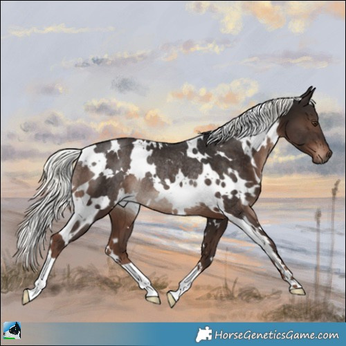 Horse Color:White Spotted Liver Chestnut Mushroom Rabicano 