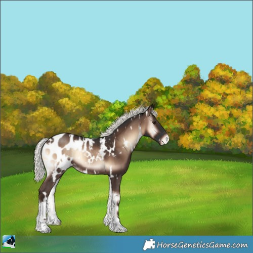 Horse Color:White Spotted Liver Red Onyx Mushroom Appaloosa Rabicano 