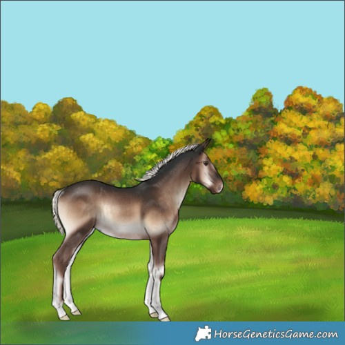 Horse Color:Liver Red Onyx Mushroom Rabicano 