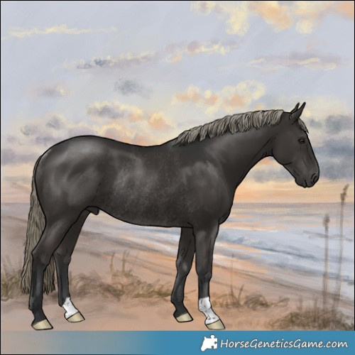 Horse Color:Liver Chestnut Mushroom Rabicano 